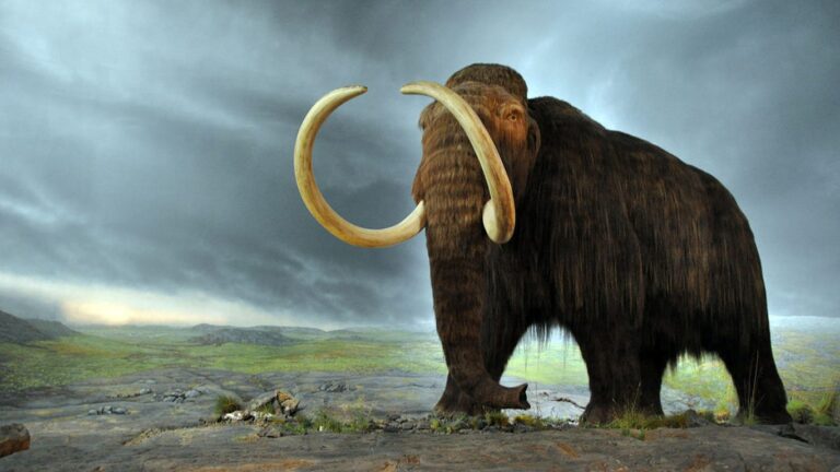 A well-preserved Columbian mammoth tusk was discovered in an unlikely place